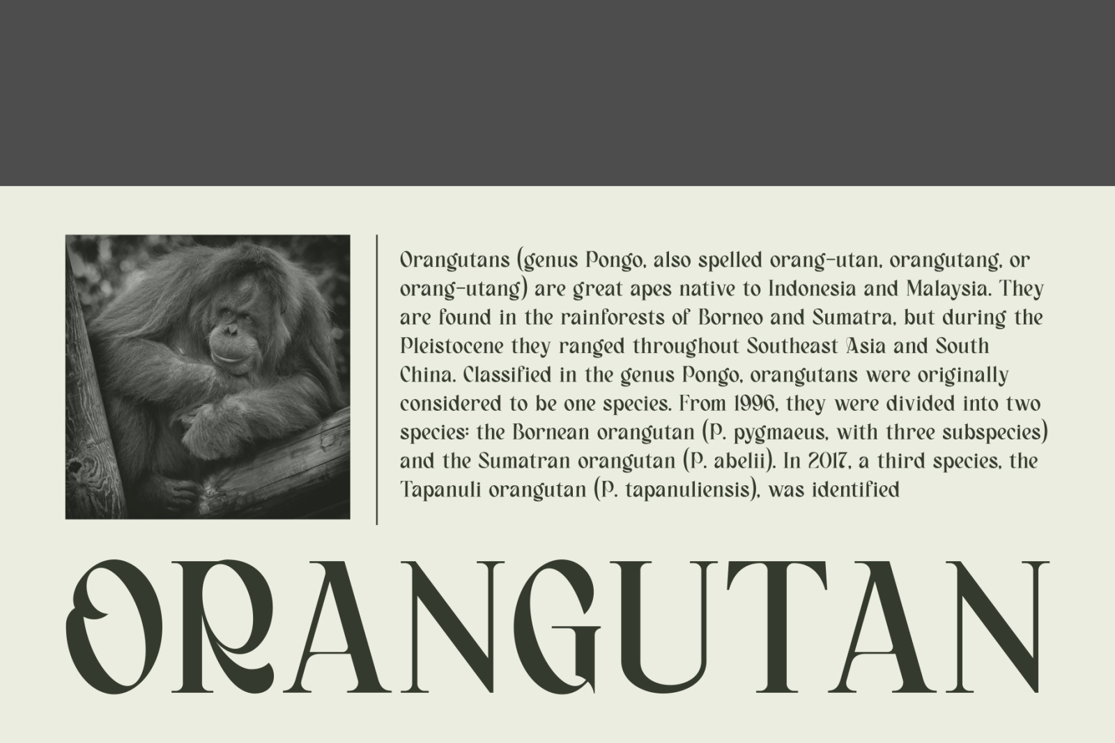 Bagerich Elegant Font Bagerich Elegant Font