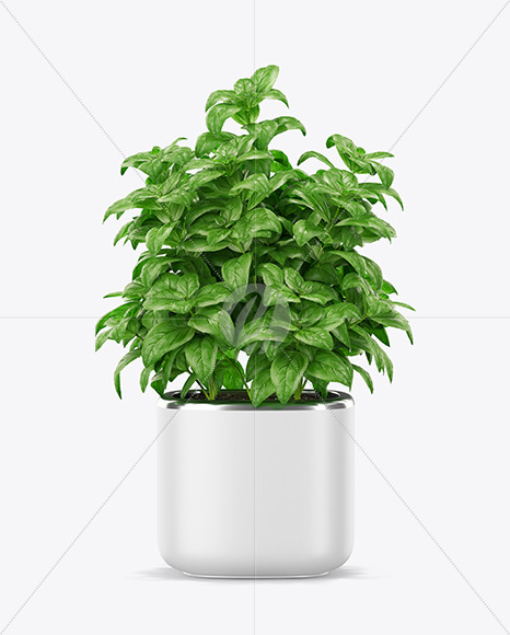 Basil in the Pot Mockup