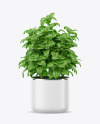 Basil in the Pot Mockup