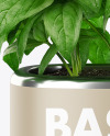 Basil in the Pot Mockup