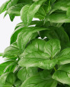 Basil in the Pot Mockup