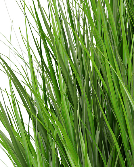 Сhives in The Pot Mockup