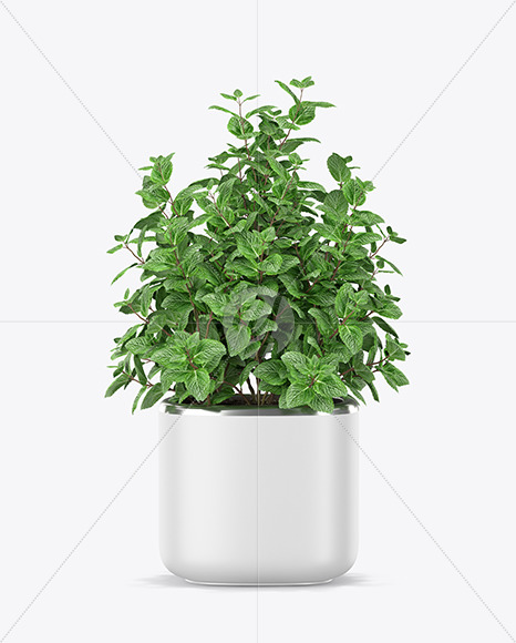 Mint in The Pot Mockup