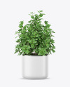 Mint in The Pot Mockup