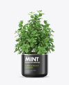 Mint in The Pot Mockup