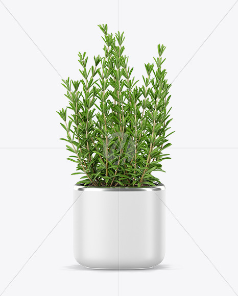 Rosemary in The Pot Mockup