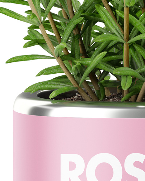 Rosemary in The Pot Mockup