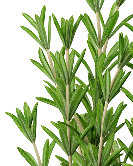 Rosemary in The Pot Mockup