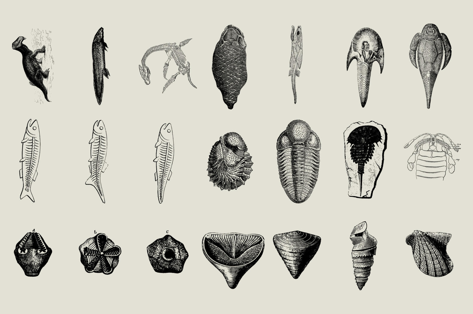 Dinosaurs &amp; Fossils Illustrations