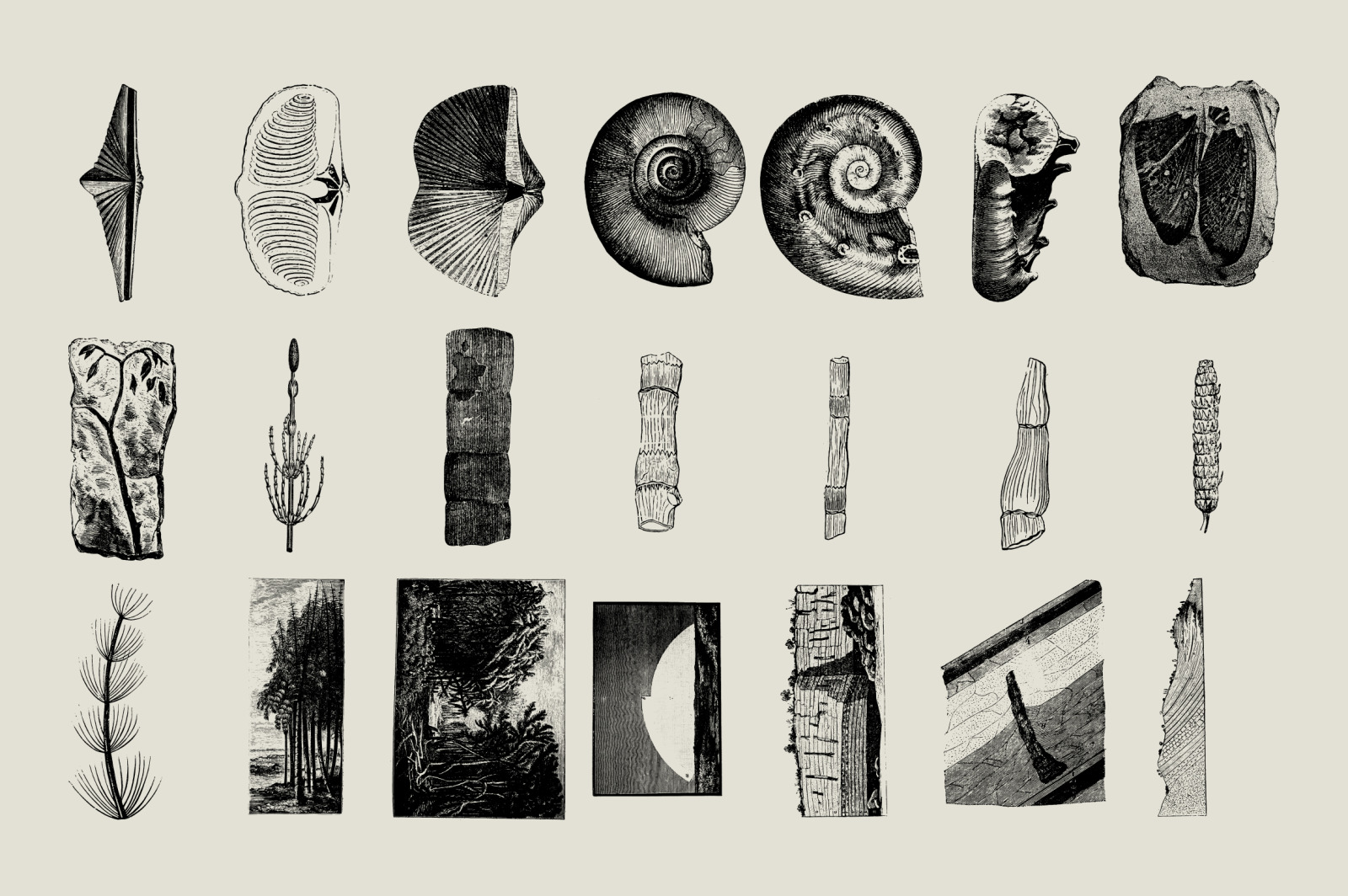 Dinosaurs & Fossils Illustrations Dinosaurs & Fossils Illustrations