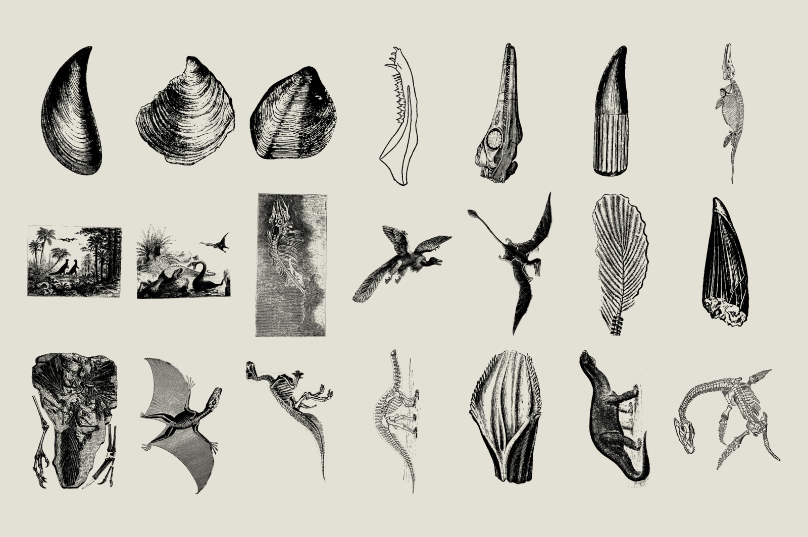 Dinosaurs & Fossils Illustrations Dinosaurs & Fossils Illustrations