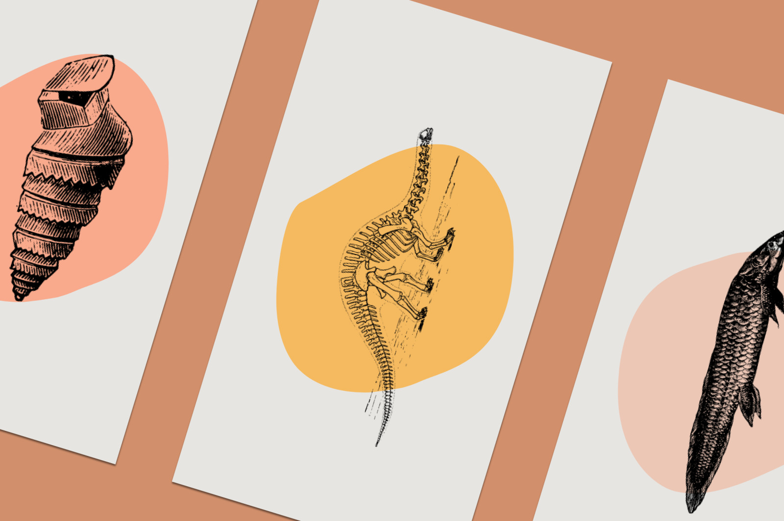 Dinosaurs & Fossils Illustrations Dinosaurs & Fossils Illustrations