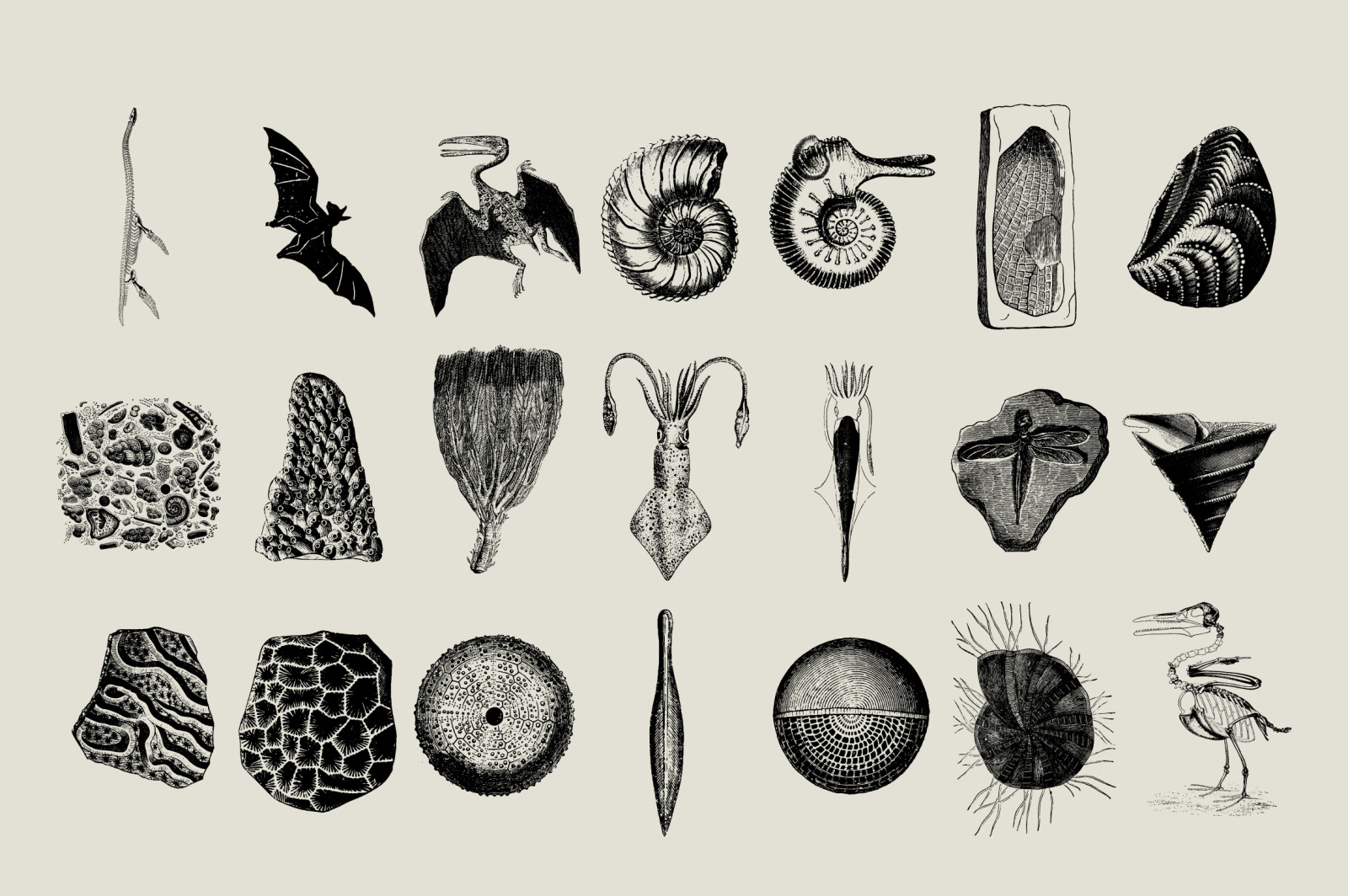 Dinosaurs &amp; Fossils Illustrations