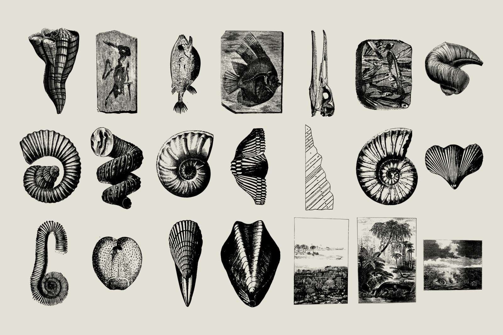 Dinosaurs & Fossils Illustrations Dinosaurs & Fossils Illustrations