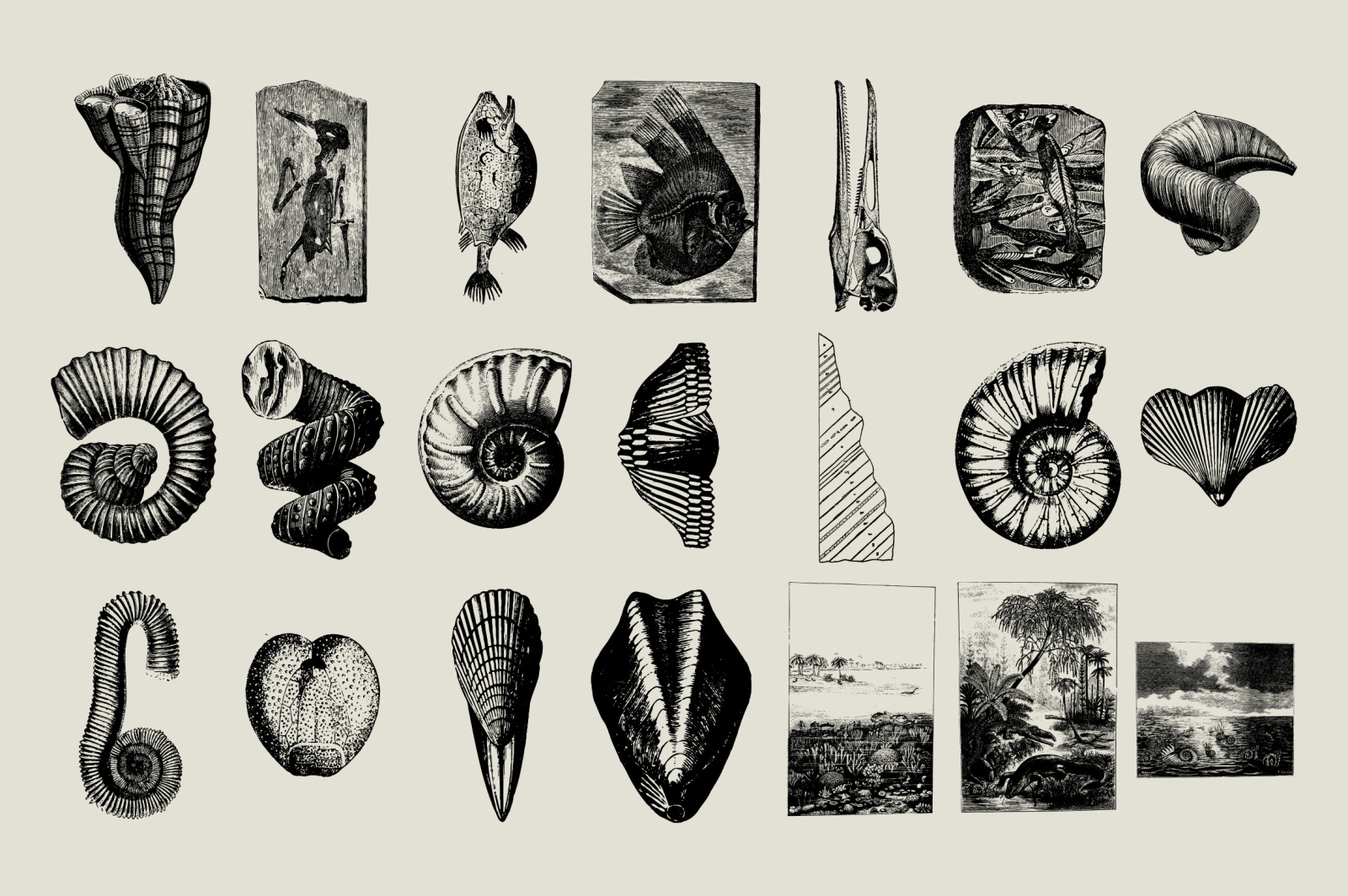 Dinosaurs &amp; Fossils Illustrations