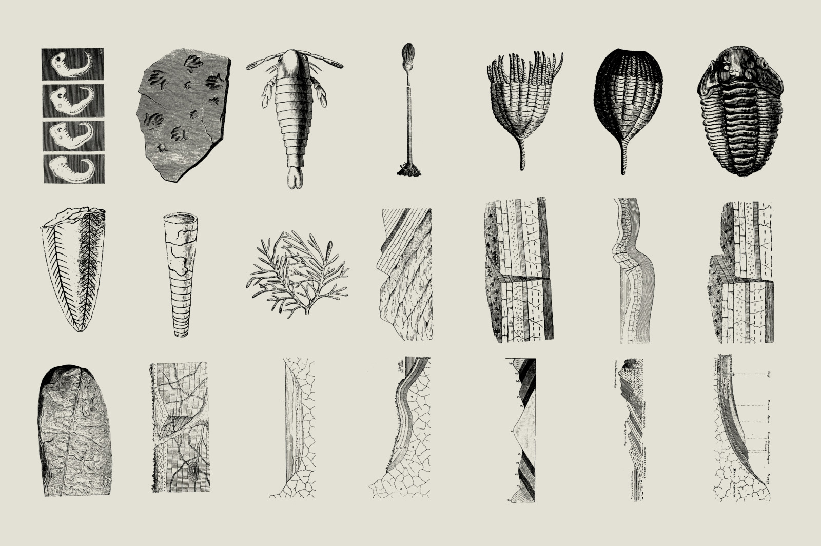 Dinosaurs & Fossils Illustrations Dinosaurs & Fossils Illustrations
