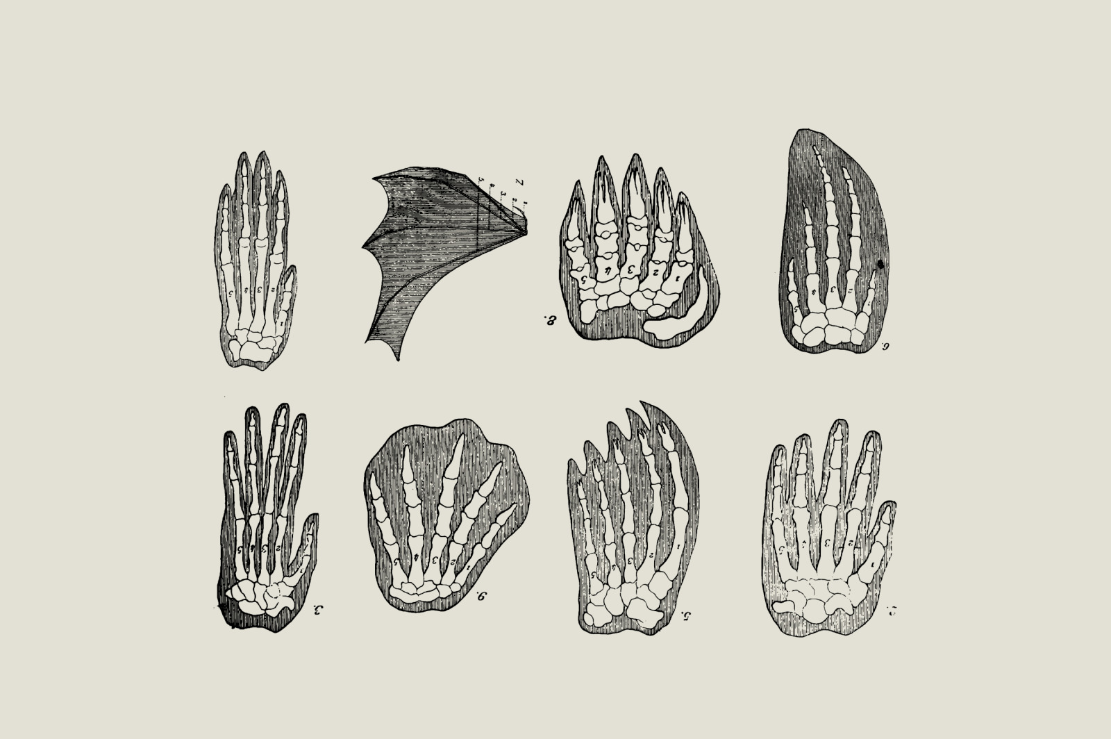 Dinosaurs &amp; Fossils Illustrations