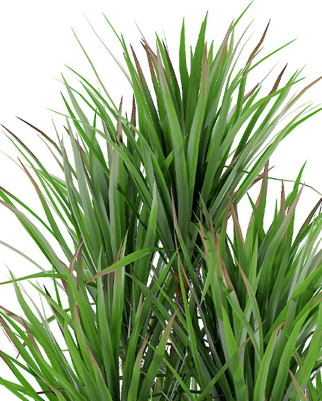Plant in the Pot Mockup