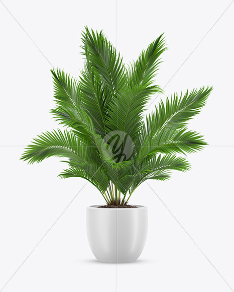 Plant in the Pot Mockup