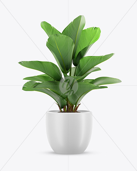 Plant in the Pot Mockup