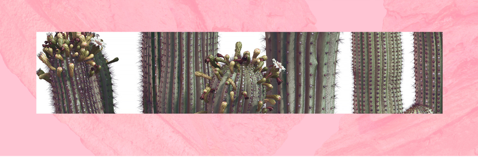 Sahara Flowers #02, 620 mockups + 53 patterns Sahara Flowers #02, 620 mockups + 53 patterns