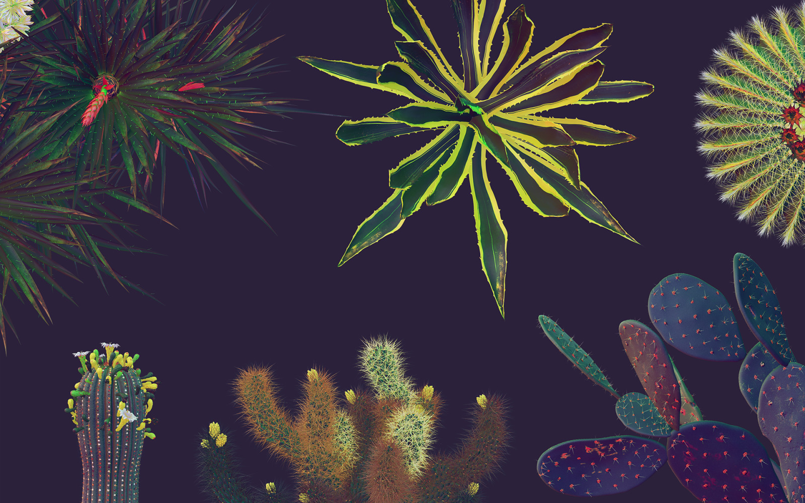 Night Arizona #02, 465 cactus and rock mockups + 70 patterns Night Arizona #02, 465 cactus and rock mockups + 70 patterns
