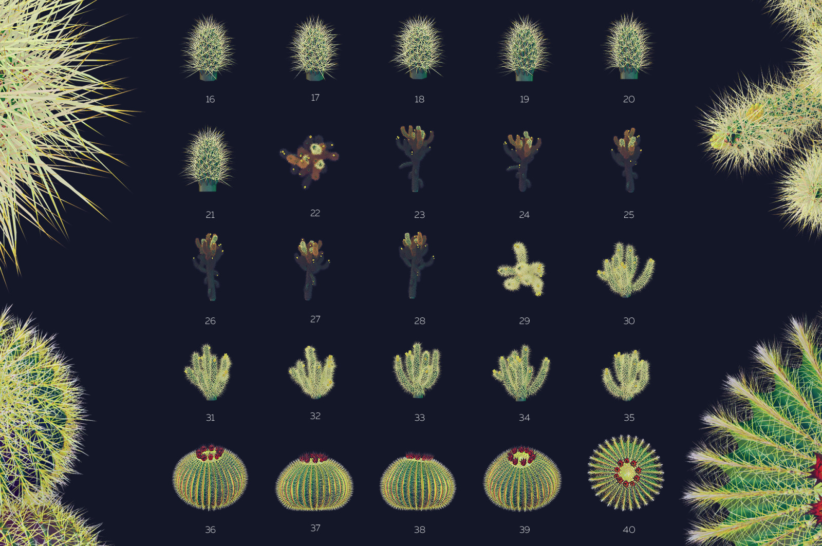 Night Arizona #02, 465 cactus and rock mockups + 70 patterns