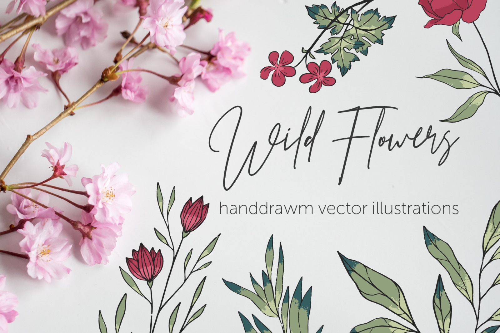 Wild Flowers | vector illustrations