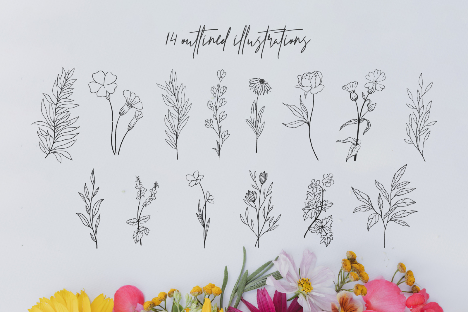 Wild Flowers | vector illustrations