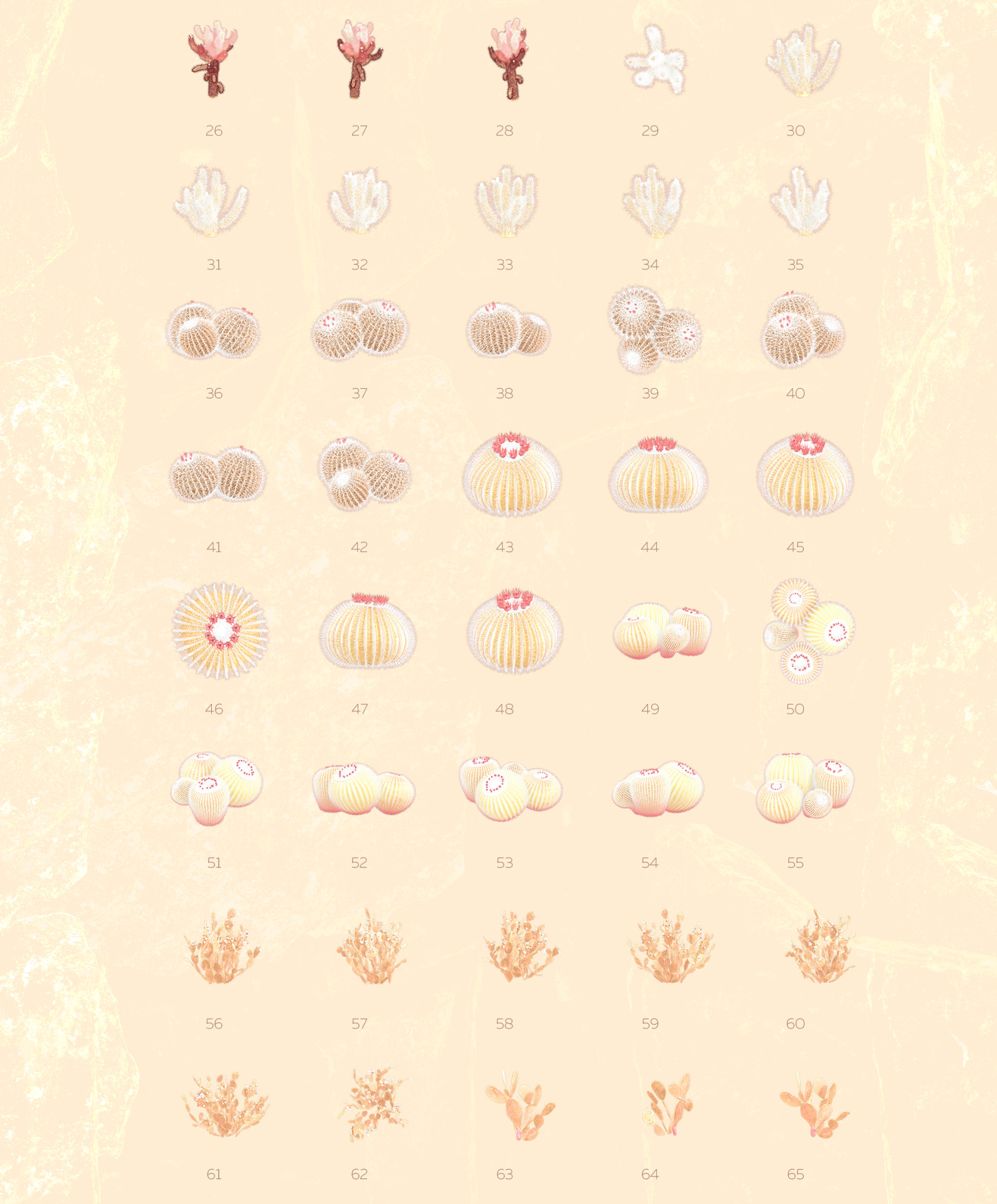 Gold of the desert #01, 155 cactus and rock mockups + 30 patterns