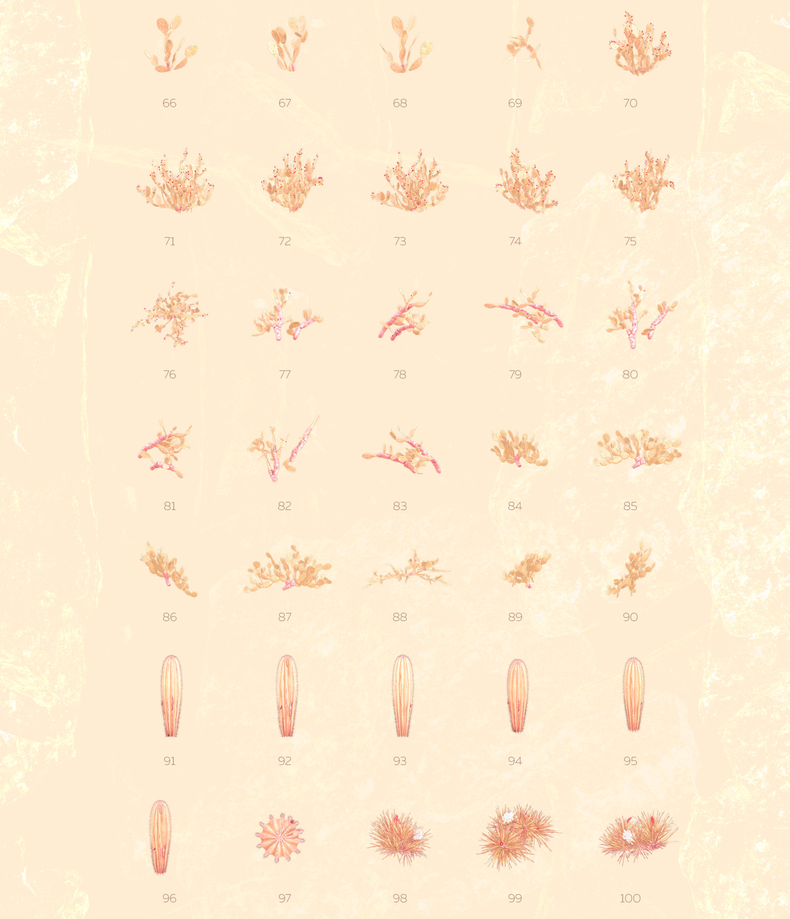 Gold of the desert #01, 155 cactus and rock mockups + 30 patterns