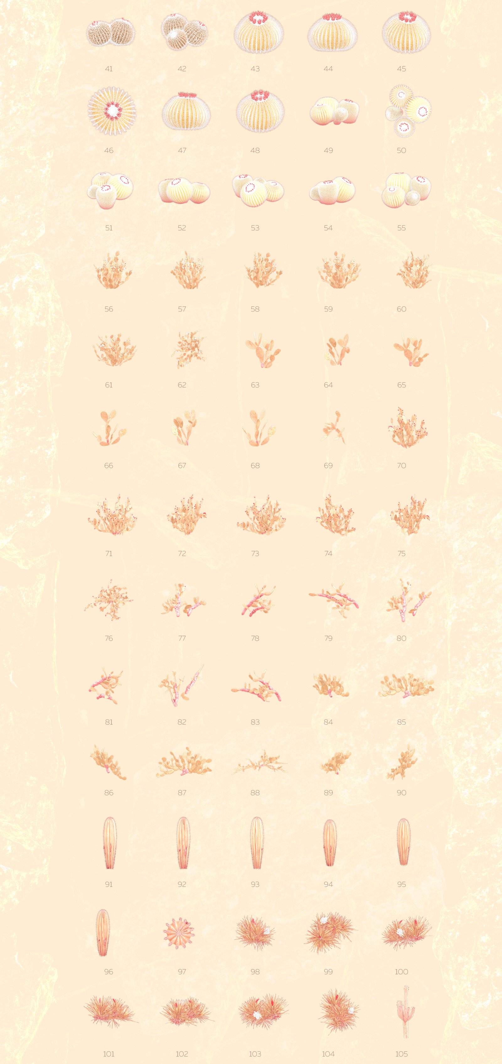 Gold of the desert #02, 310 cactus and rock mockups + 50 patterns Gold of the desert #02, 310 cactus and rock mockups + 50 patterns