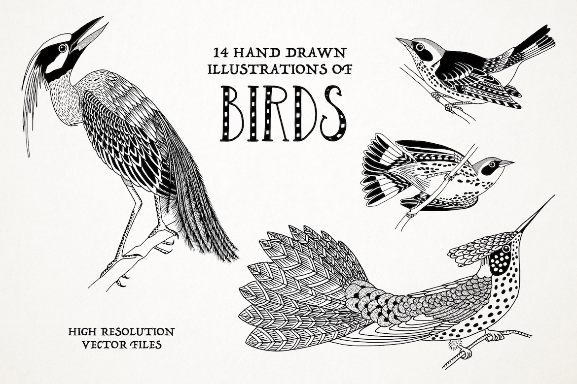 Hand Drawn Illustrations of Birds