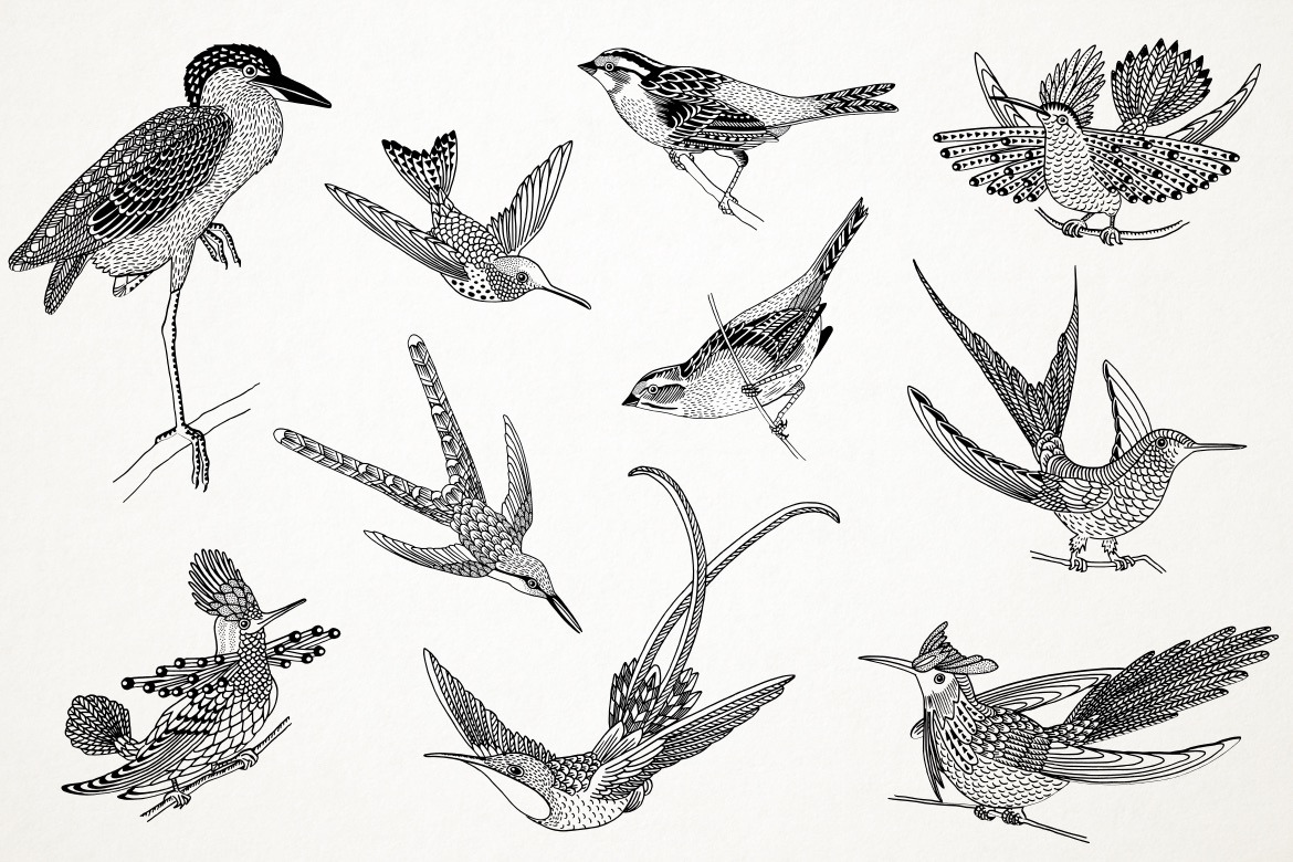 Hand Drawn Illustrations of Birds